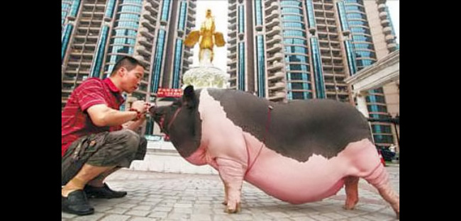 Con lợn béo tròn được nuông chiều như một thượng khách trong nhà anh Li Yuan, ở Bắc Kinh, Trung Quốc. Nó sống rất vương giả, thích nghe nhạc và đi dạo cùng chủ.
